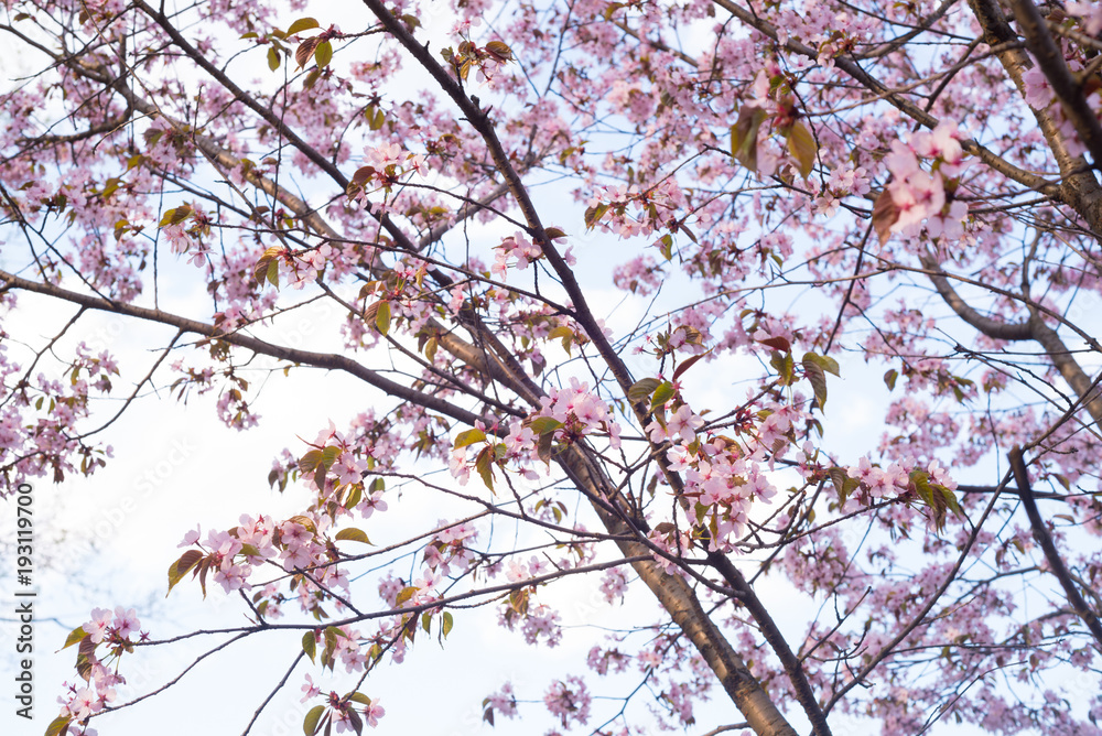 Beautiful cherry blossom sakura in spring time over blue sky Beautiful cherry blossom sakura in spring time over blue sky