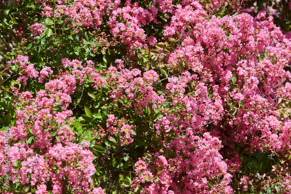 Pink flowers bush background in a sunny summer day
