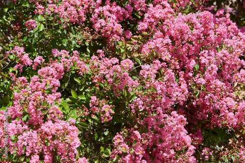 Pink flowers bush background in a sunny summer day © andersphoto