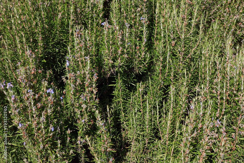 Rosemary, green plant texture background in a sunny day Rosemary, green plant texture background in a sunny day
