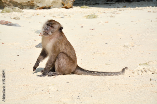 Island phi.The monkey sits on a sandy beach.Thailand