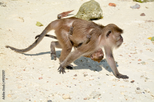 The Phi Phi island.Female monkey carries the baby on a sandy beach.Thailand