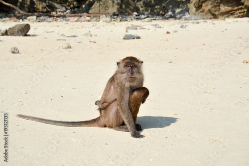 The Phi Phi island.The female monkey with a baby sitting on the sandy beach.Thailand