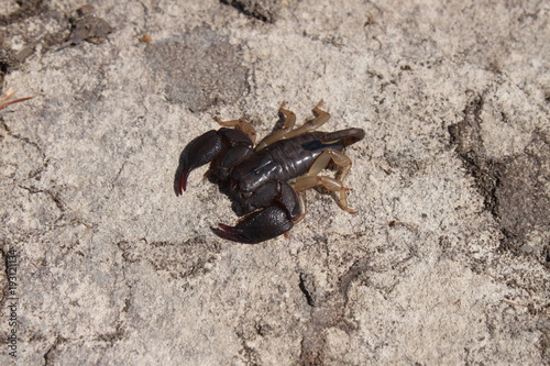 kleiner Skorpion im Isalo Nationalpark in Madagaskar