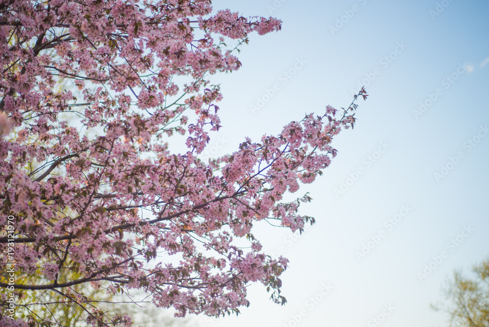 Beautiful cherry blossom sakura in spring time over blue sky Beautiful cherry blossom sakura in spring time over blue sky