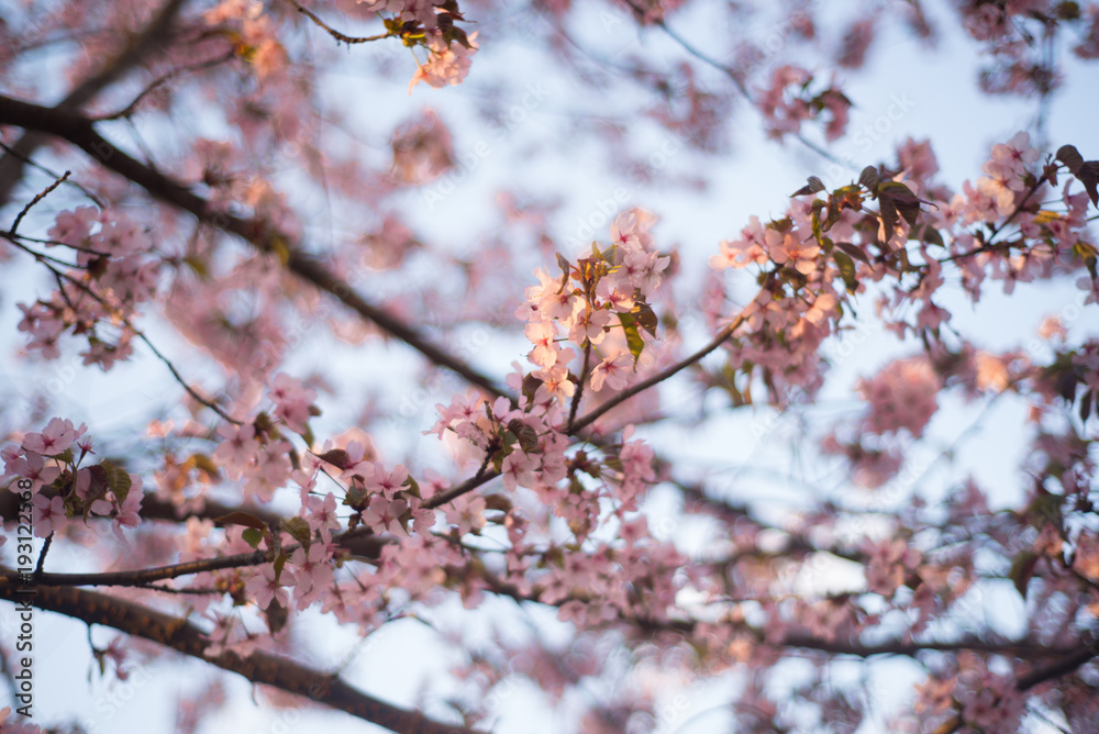 Beautiful cherry blossom sakura in spring time over blue sky