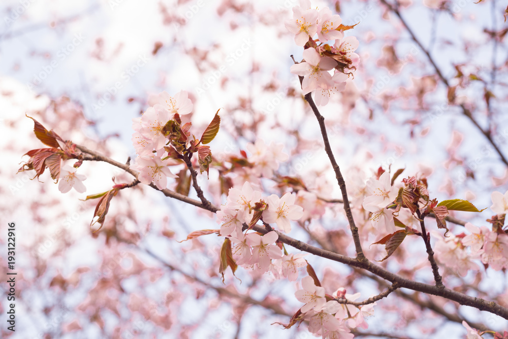 Beautiful cherry blossom sakura in spring time over blue sky Beautiful cherry blossom sakura in spring time over blue sky