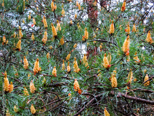 Beautiful young pine shoots in early spring photo