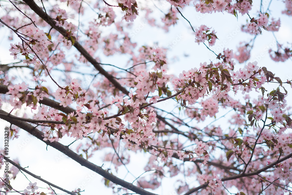 Beautiful cherry blossom sakura in spring time over blue sky Beautiful cherry blossom sakura in spring time over blue sky