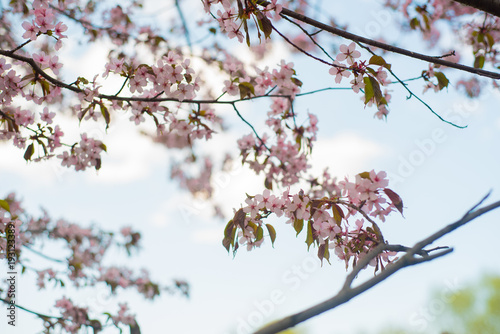 Beautiful cherry blossom sakura in spring time over blue sky