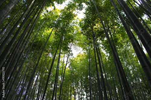 報国寺の竹林