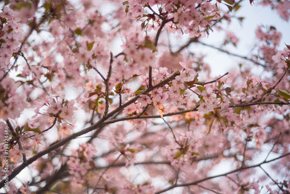 Beautiful cherry blossom sakura in spring time over blue sky