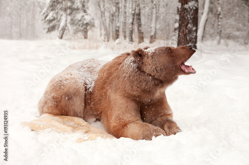 European Brown Bear in a winter forest photo