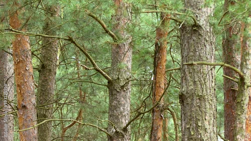 Thicket of trees and bushes of a natural forest in a summer season Thicket of trees and bushes of a natural forest in a summer season