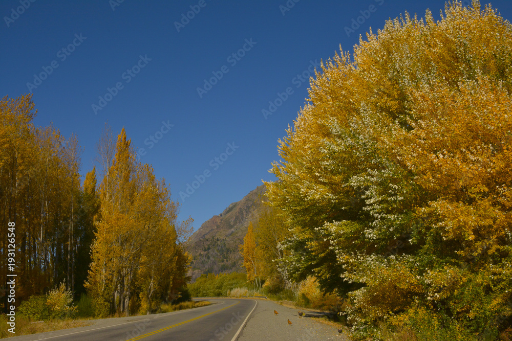Fototapeta premium Colores de Otoño Carretera Ruta 40