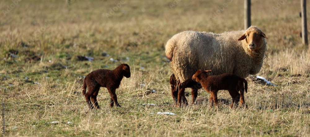 Fototapeta premium Schaf Lamm auf der Weide