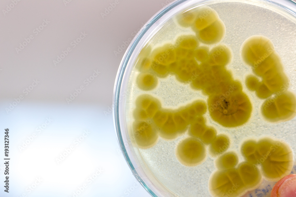 Penicillium, ascomycetous fungi are of major importance in the natural environment as well as food and drug production. Penicillium, ascomycetous fungi are of major importance in the natural environment as well as food and drug production.