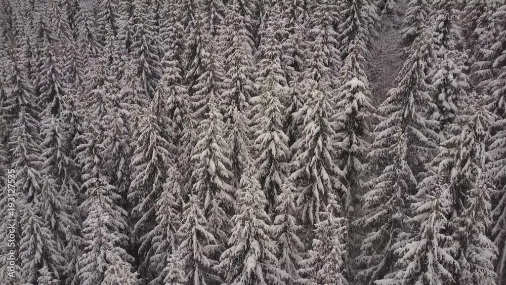 Aerial view. Mountains with trees covered with snow in winter. Winter landscape. Snowing in nature Aerial view. Mountains with trees covered with snow in winter. Winter landscape. Snowing in nature
