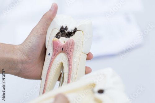 Tooth model for education in laboratory. photo