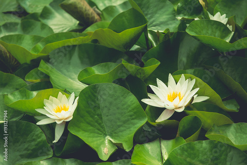 Beautiful background of floating white water lilies