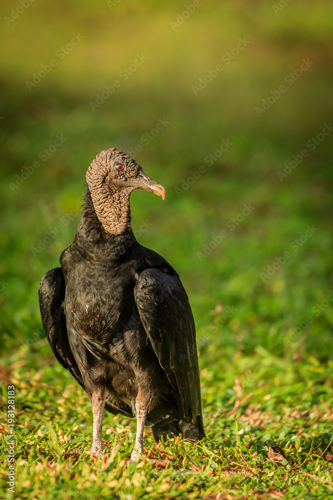 Fototapeta premium Vulture in Surinam