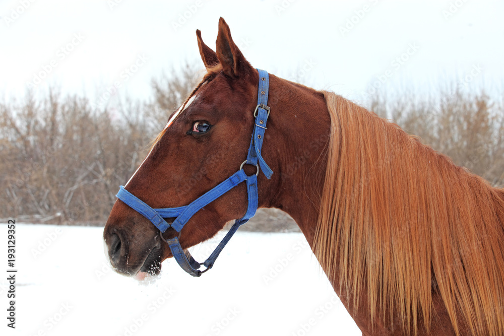 Obraz premium Art portrait of beautiful breed sportive horse at white winter background 