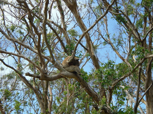 Koala Cape Otway Australia © Coraline