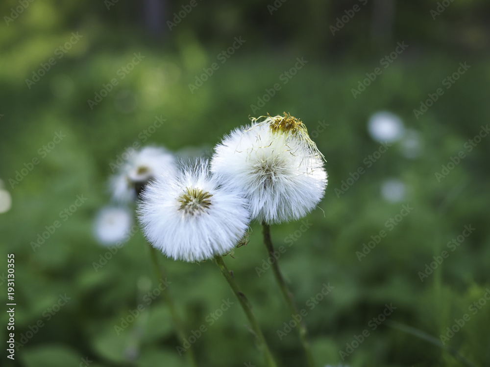 Fuzzy seeds of common hawkweed (Hieracium vulgata) Fuzzy seeds of common hawkweed (Hieracium vulgata)
