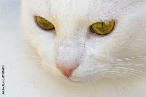 portrait of white cat with yellow eyes