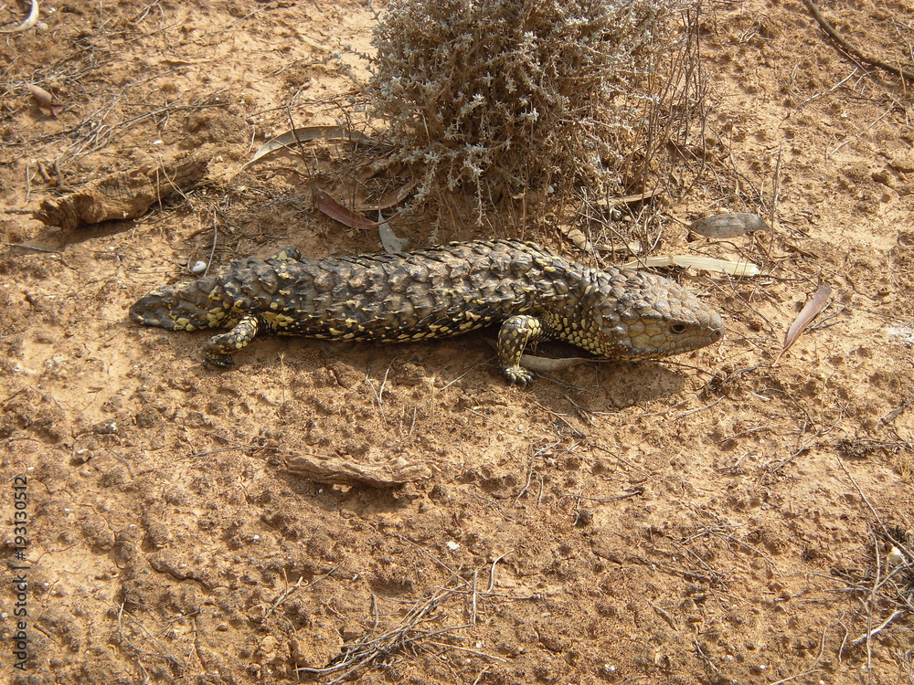 Fototapeta premium Varan Australia