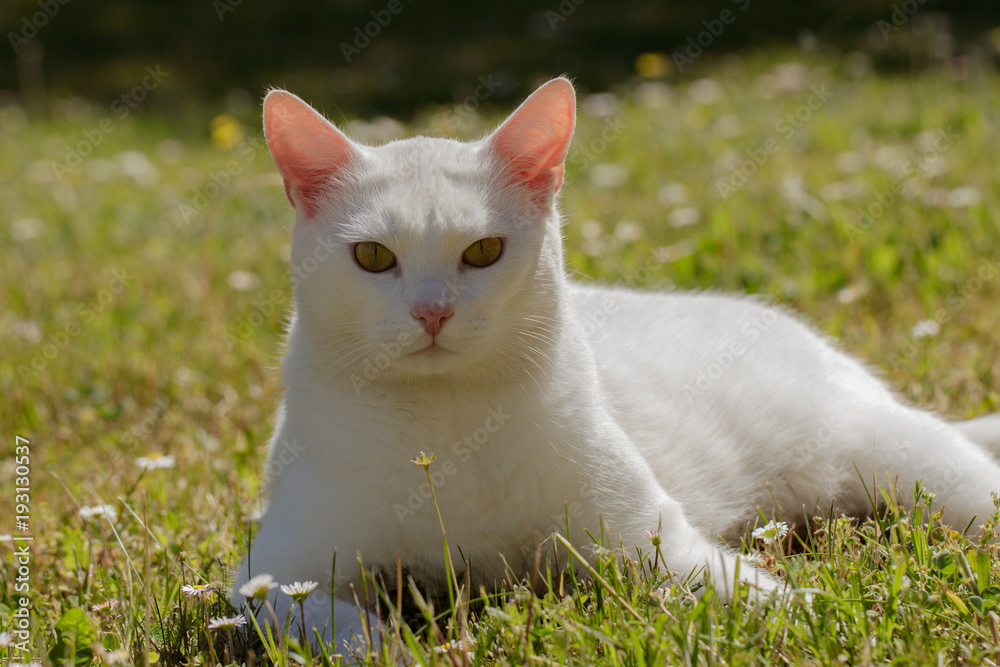 Funny white cat is lying on the grass