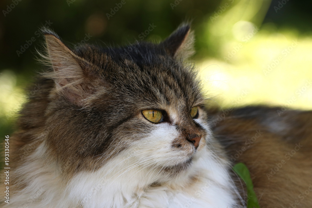 Obraz premium cat portrait with yellow eyes
