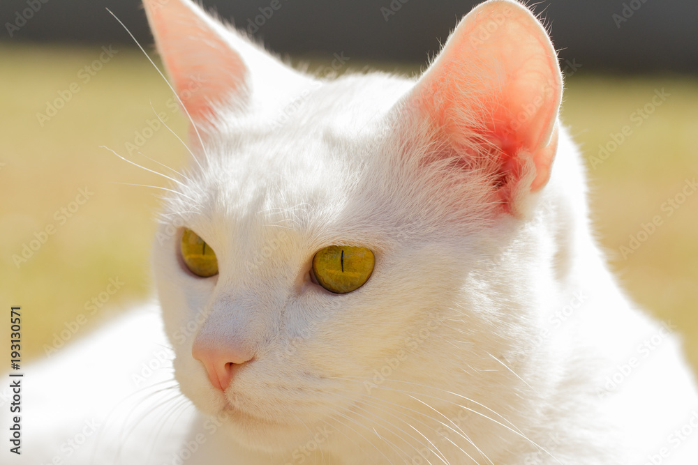 Portrait of white cat with beautiful yellow eyes Portrait of white cat with beautiful yellow eyes