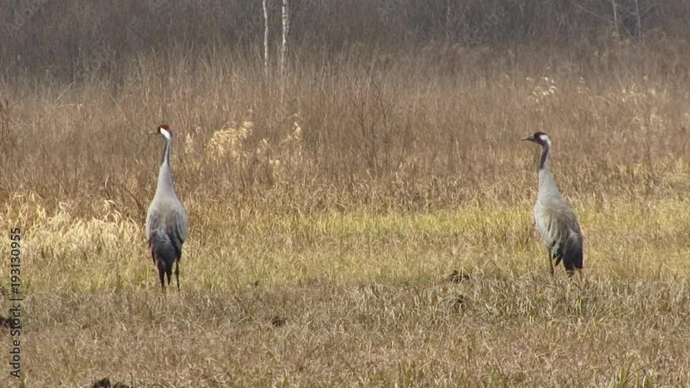 Pair of Grey Crane birds on grassy wetlands during a spring nesting period