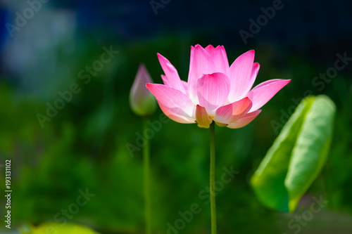 The lotus flowers on sunlight.