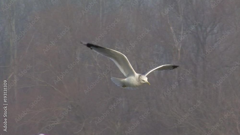Flock of Laughing gull birds in flight over water surface of wetlands during early spring period Flock of Laughing gull birds in flight over water surface of wetlands during early spring period