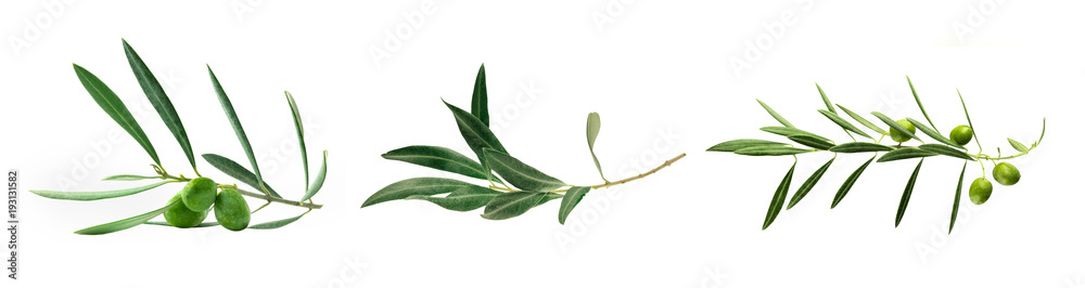 Obraz premium Zestaw zdjęć zielonych gałązek oliwnych, na białym tle
