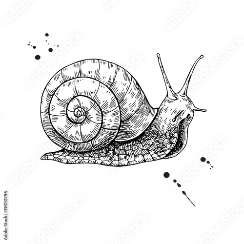 Snail vector drawing. Hand drawn isolated sketch. Engraved anima