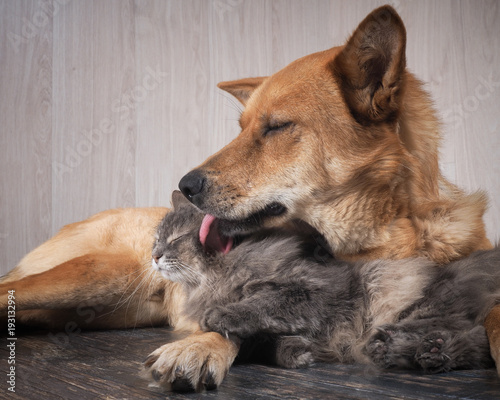 A huge dog licking a cat