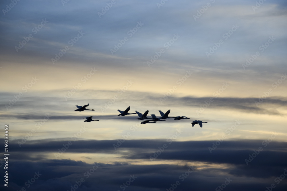 Fototapeta premium Swarm of migratory birds swans sunset sunrise clouds