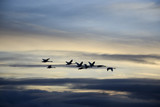 Swarm of migratory birds swans sunset sunrise clouds