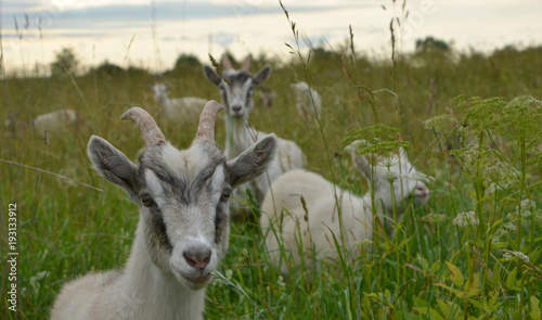 young goats graze in a meadow