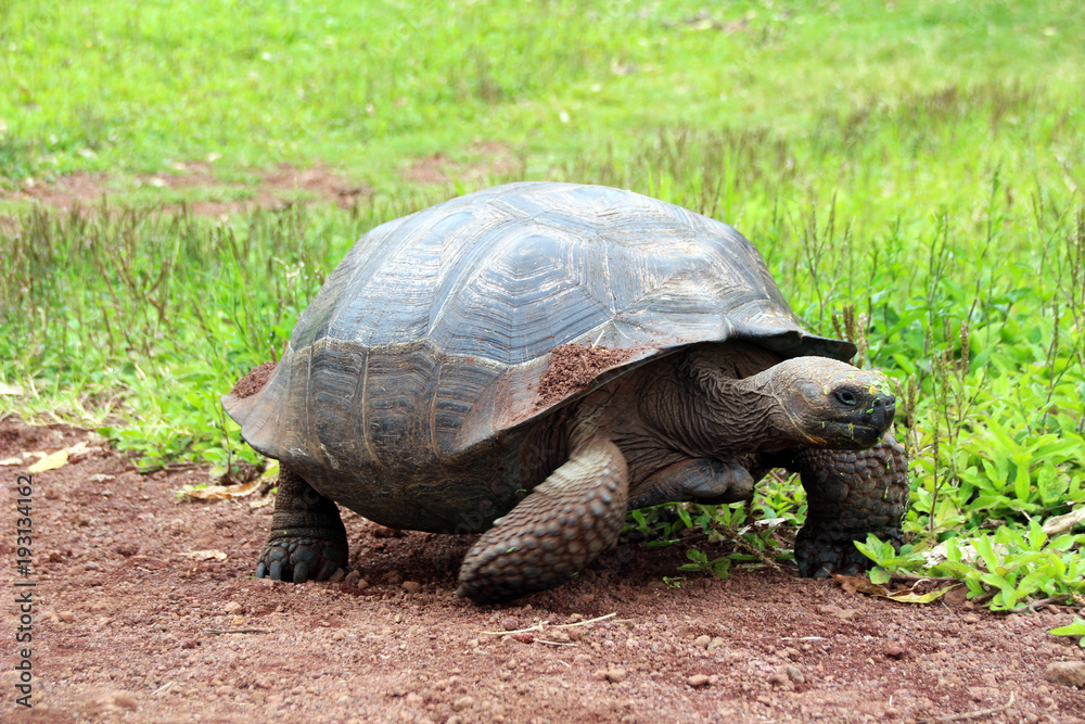 Riesen Schildkröten in der freien Landschaft Riesen Schildkröten in der freien Landschaft