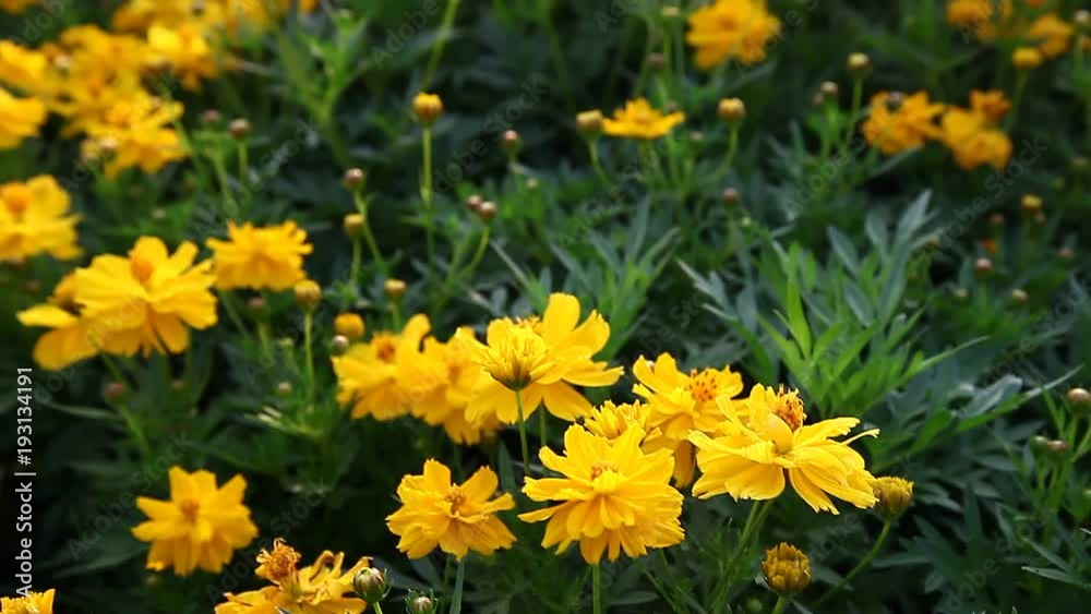 Beautiful yellow Cosmos flower on field and have flare in frame. Beautiful yellow Cosmos flower on field and have flare in frame.