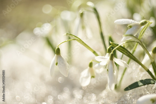 The first spring flowers are snowdrops in melting snow. The awakening of nature in the spring. 