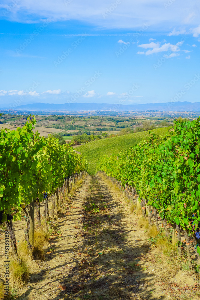 Vineyard, grape farm with landscape view