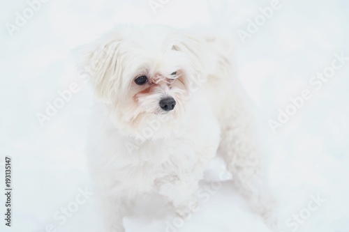 Italian Maltese dog on winter street in the snow 