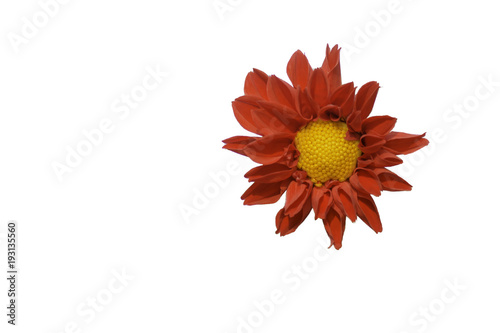 Fototapeta Naklejka Na Ścianę i Meble -  Dahlia Flower , Isolated  on white background.