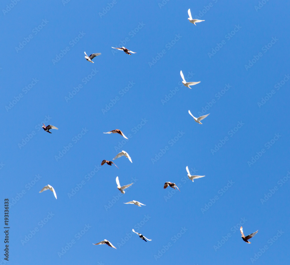 Obraz premium A flock of pigeons are flying in the blue sky