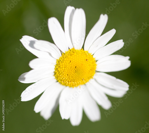 Beautiful white chamomile flower in the nature